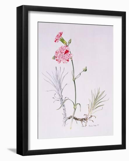 Old Variety of Dianthus, 1997 (Watercolour on Paper)-Alison Cooper-Framed Giclee Print