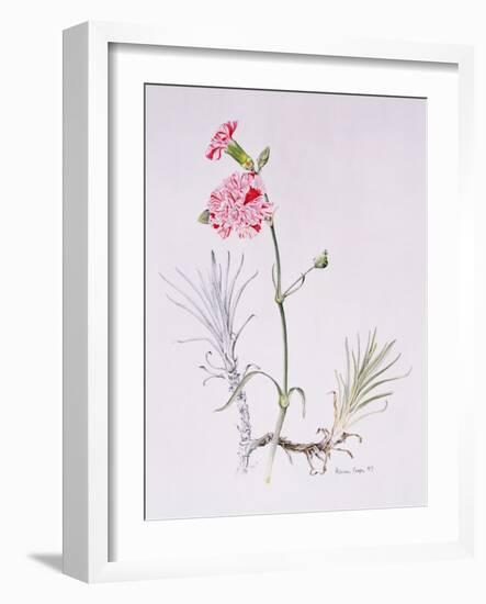 Old Variety of Dianthus, 1997 (Watercolour on Paper)-Alison Cooper-Framed Giclee Print