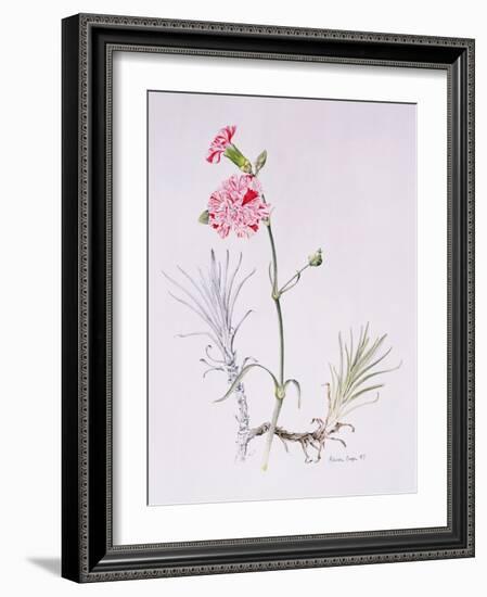 Old Variety of Dianthus, 1997 (Watercolour on Paper)-Alison Cooper-Framed Giclee Print