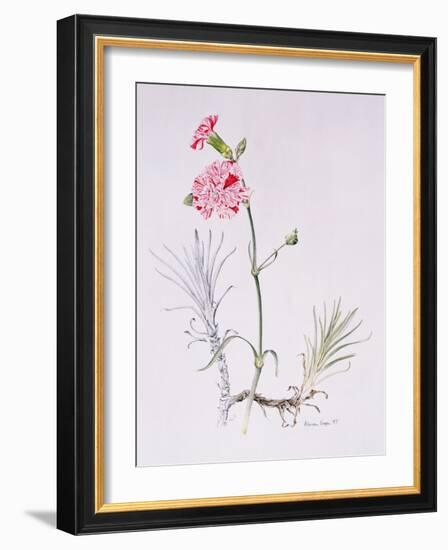 Old Variety of Dianthus, 1997 (Watercolour on Paper)-Alison Cooper-Framed Giclee Print