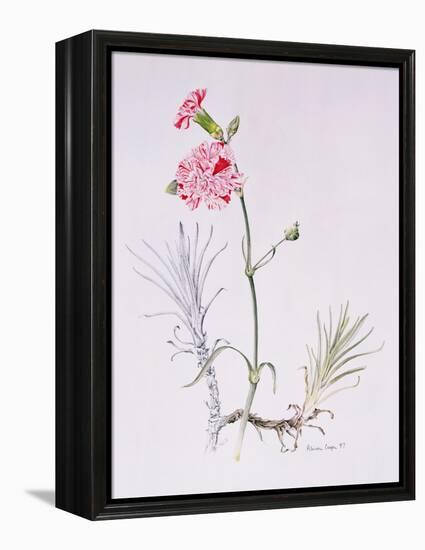 Old Variety of Dianthus, 1997 (Watercolour on Paper)-Alison Cooper-Framed Premier Image Canvas