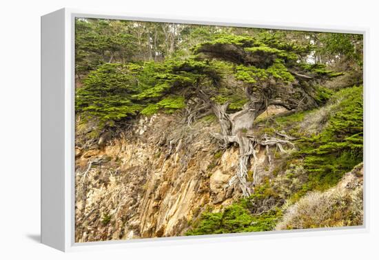 Old Veteran Monterey Cypress Tree at Pt. Lobos State Reserve-Sheila Haddad-Framed Premier Image Canvas