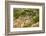 Old Veteran Monterey Cypress Tree at Pt. Lobos State Reserve-Sheila Haddad-Framed Photographic Print