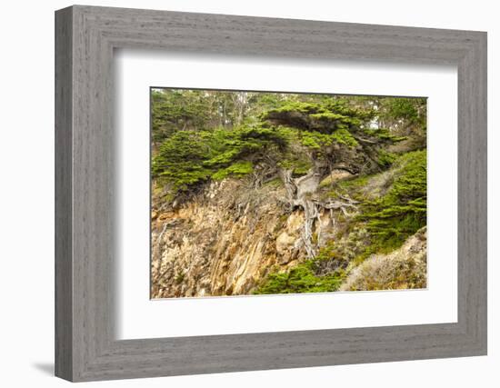 Old Veteran Monterey Cypress Tree at Pt. Lobos State Reserve-Sheila Haddad-Framed Photographic Print