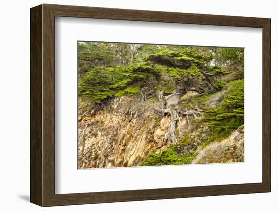 Old Veteran Monterey Cypress Tree at Pt. Lobos State Reserve-Sheila Haddad-Framed Photographic Print