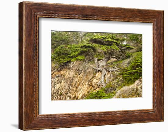 Old Veteran Monterey Cypress Tree at Pt. Lobos State Reserve-Sheila Haddad-Framed Photographic Print