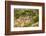 Old Veteran Monterey Cypress Tree at Pt. Lobos State Reserve-Sheila Haddad-Framed Photographic Print