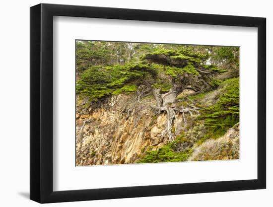 Old Veteran Monterey Cypress Tree at Pt. Lobos State Reserve-Sheila Haddad-Framed Photographic Print