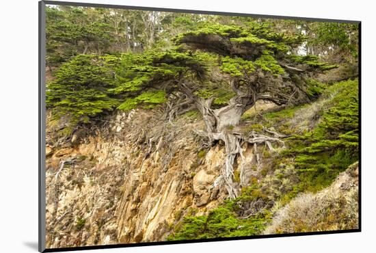 Old Veteran Monterey Cypress Tree at Pt. Lobos State Reserve-Sheila Haddad-Mounted Photographic Print