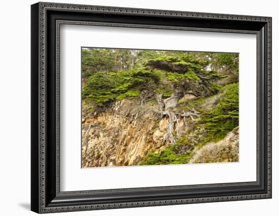 Old Veteran Monterey Cypress Tree at Pt. Lobos State Reserve-Sheila Haddad-Framed Photographic Print