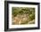 Old Veteran Monterey Cypress Tree at Pt. Lobos State Reserve-Sheila Haddad-Framed Photographic Print