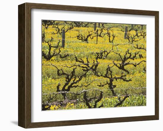 Old Vines Among Mustard Flowers in Southcorp, Australia-Steven Morris-Framed Photographic Print