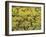 Old Vines Among Mustard Flowers in Southcorp, Australia-Steven Morris-Framed Photographic Print