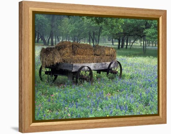 Old Wagon and Wildflowers, Devine, Texas, USA-Darrell Gulin-Framed Premier Image Canvas