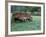 Old Wagon and Wildflowers, Devine, Texas, USA-Darrell Gulin-Framed Photographic Print