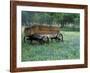 Old Wagon and Wildflowers, Devine, Texas, USA-Darrell Gulin-Framed Photographic Print