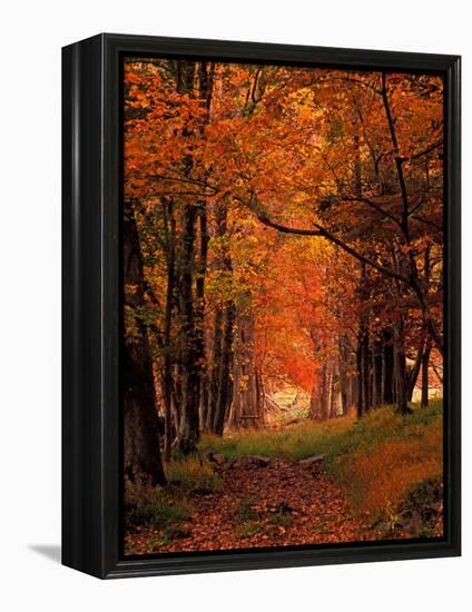 Old Wagon Road from Cades Cove, Tennessee, USA-Adam Jones-Framed Premier Image Canvas