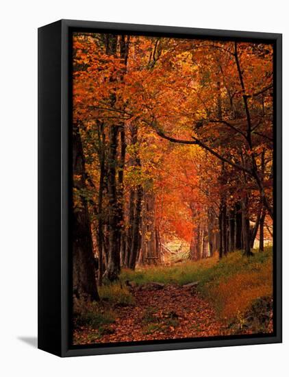 Old Wagon Road from Cades Cove, Tennessee, USA-Adam Jones-Framed Premier Image Canvas