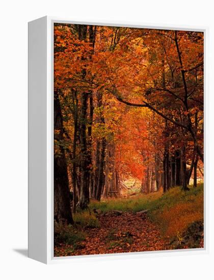 Old Wagon Road from Cades Cove, Tennessee, USA-Adam Jones-Framed Premier Image Canvas