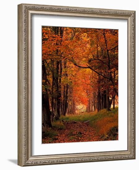 Old Wagon Road from Cades Cove, Tennessee, USA-Adam Jones-Framed Photographic Print