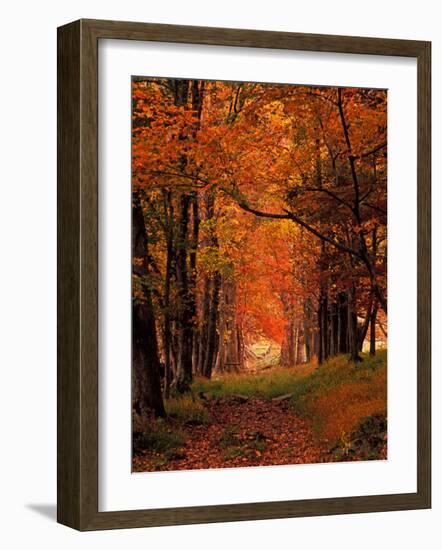 Old Wagon Road from Cades Cove, Tennessee, USA-Adam Jones-Framed Photographic Print