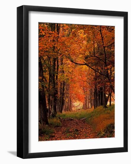 Old Wagon Road from Cades Cove, Tennessee, USA-Adam Jones-Framed Photographic Print