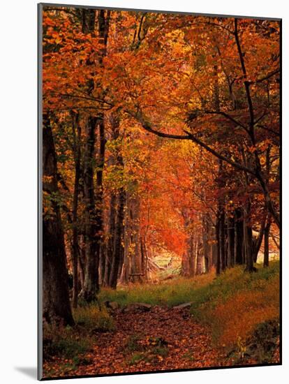 Old Wagon Road from Cades Cove, Tennessee, USA-Adam Jones-Mounted Photographic Print