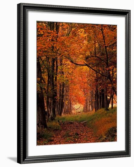 Old Wagon Road from Cades Cove, Tennessee, USA-Adam Jones-Framed Photographic Print