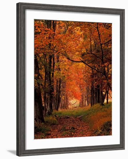 Old Wagon Road from Cades Cove, Tennessee, USA-Adam Jones-Framed Photographic Print