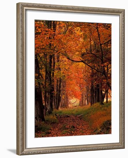 Old Wagon Road from Cades Cove, Tennessee, USA-Adam Jones-Framed Photographic Print