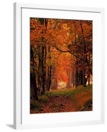 'Old Wagon Road from Cades Cove, Tennessee, USA' Photographic Print ...