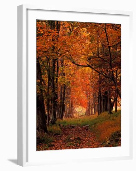 Old Wagon Road from Cades Cove, Tennessee, USA-Adam Jones-Framed Photographic Print