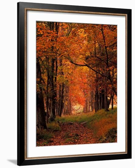 Old Wagon Road from Cades Cove, Tennessee, USA-Adam Jones-Framed Photographic Print