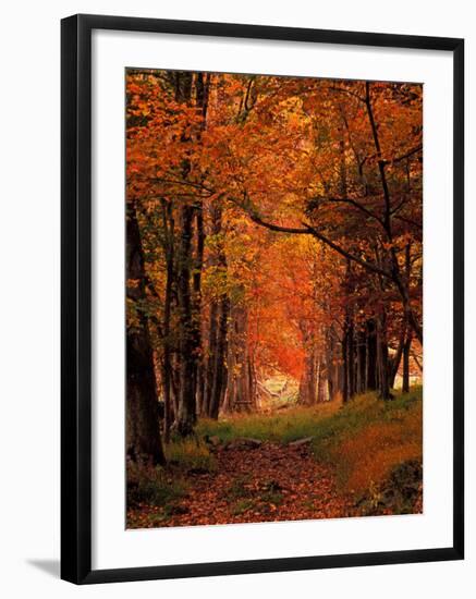 Old Wagon Road from Cades Cove, Tennessee, USA-Adam Jones-Framed Photographic Print