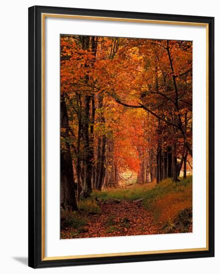 Old Wagon Road from Cades Cove, Tennessee, USA-Adam Jones-Framed Photographic Print