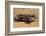 Old wagon, Rock Art Ranch, near Holbrook, Arizona, USA-Michel Hersen-Framed Photographic Print