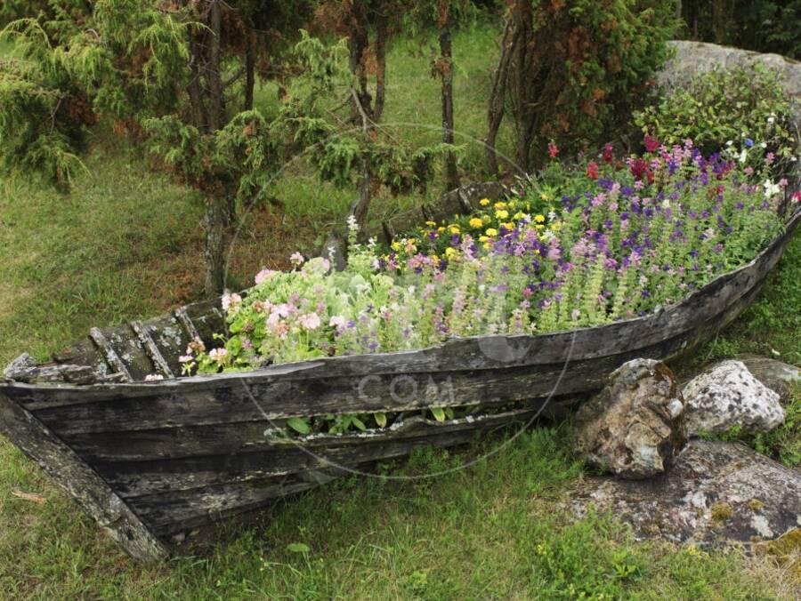 Old Wooden Boat Used As A Flower Planter Photographic Print By Old Wooden Boat Used As A Flower Planter Photographic Print By Keenpress The New Art Com