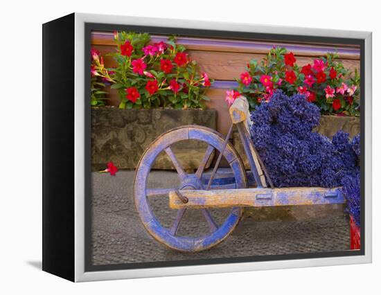 Old Wooden Cart with Fresh-Cut Lavender, Sault, Provence, France-Jim Zuckerman-Framed Premier Image Canvas