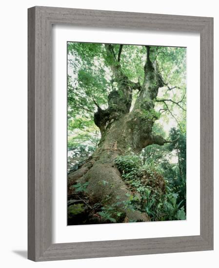 Old Zelkova Tree-null-Framed Photographic Print