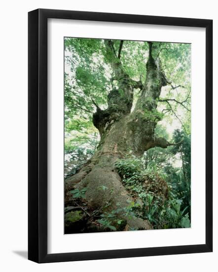 Old Zelkova Tree-null-Framed Photographic Print