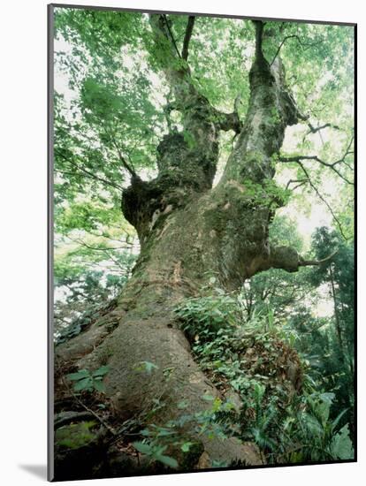 Old Zelkova Tree-null-Mounted Photographic Print