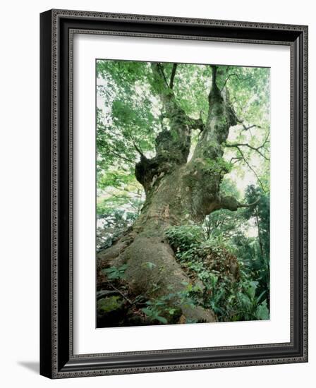 Old Zelkova Tree-null-Framed Photographic Print