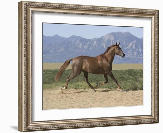 Oldenburg Horse Trotting, Colorado, USA-Carol Walker-Framed Photographic Print