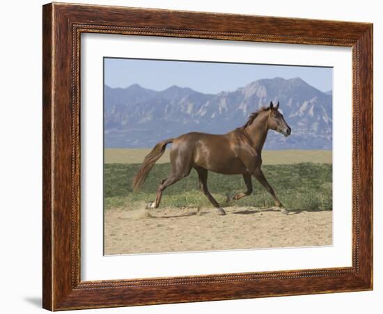 Oldenburg Horse Trotting, Colorado, USA-Carol Walker-Framed Photographic Print