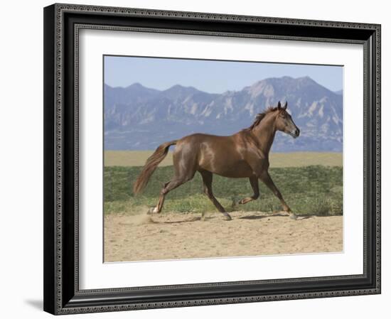 Oldenburg Horse Trotting, Colorado, USA-Carol Walker-Framed Photographic Print