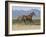 Oldenburg Horse Trotting, Colorado, USA-Carol Walker-Framed Photographic Print