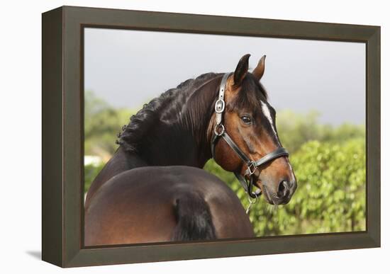 Oldenburg Horses 003-Bob Langrish-Framed Premier Image Canvas