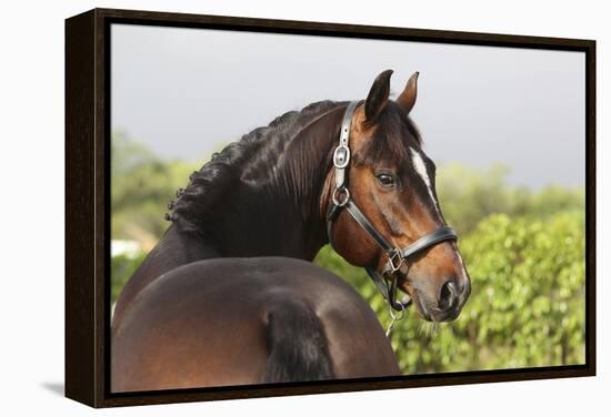 Oldenburg Horses 003-Bob Langrish-Framed Premier Image Canvas