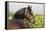 Oldenburg Horses 003-Bob Langrish-Framed Premier Image Canvas