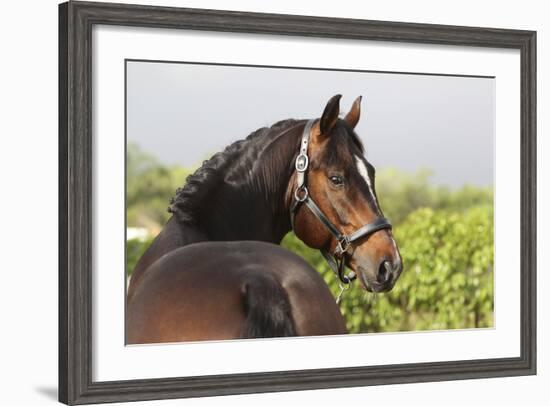 Oldenburg Horses 003-Bob Langrish-Framed Photographic Print